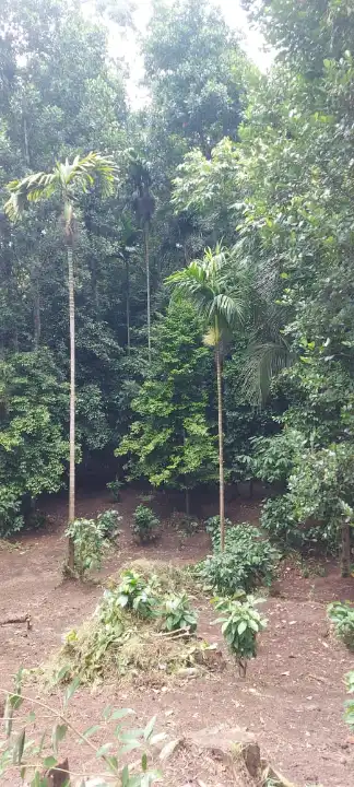 Land for Sale in Pilawala, Kandy — photo 3