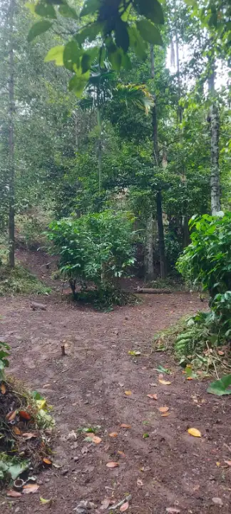 Land for Sale in Pilawala, Kandy — photo 2