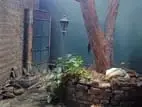 Commercial place for rent in Colombo 06