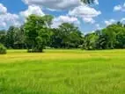 Padeniya Land for Sale - H081