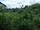 100 Perch Land for Sale in Meegoda