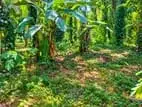 37.75-Perch Land for Sale in Badalkumbura (SSPL-519)